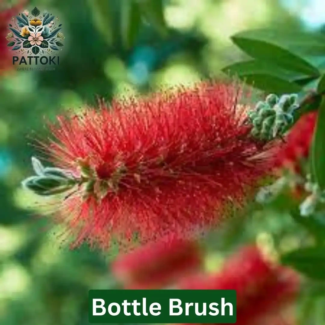 Bottle Brush Live Plant - Pattoki.Pk