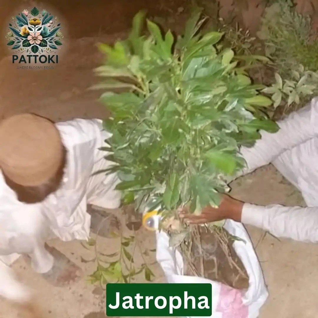 Jatropha Plant - Pattoki.Pk