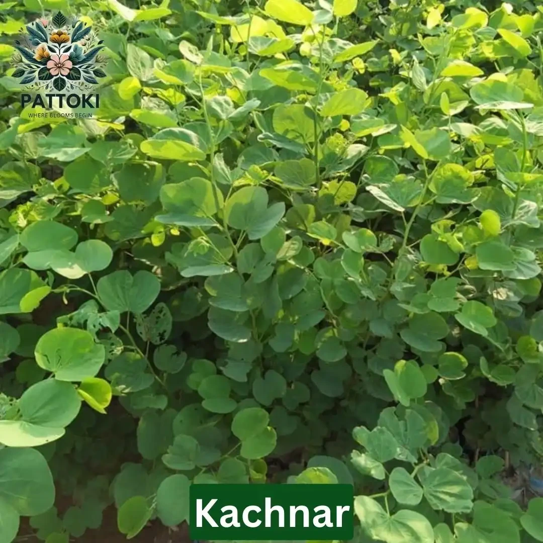 Kachnar Plant - Pattoki.Pk