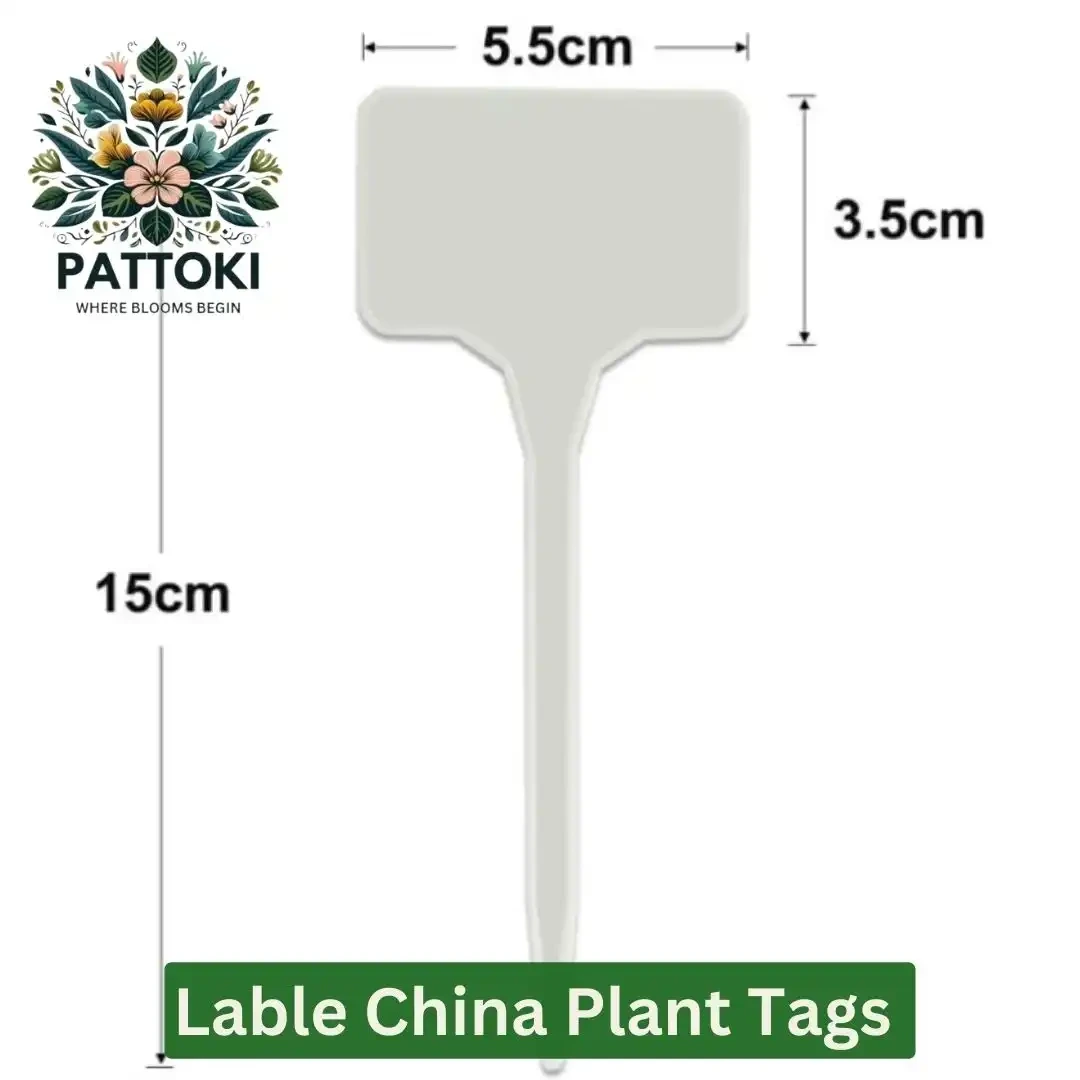 Curry Pata Live Plant - Pattoki.Pk