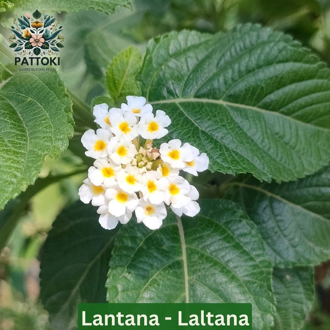 Lantana Plant