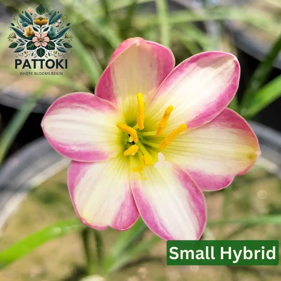 10 Best Heat-Resistant Plants for Pakistan Summer (2026 Guide)
