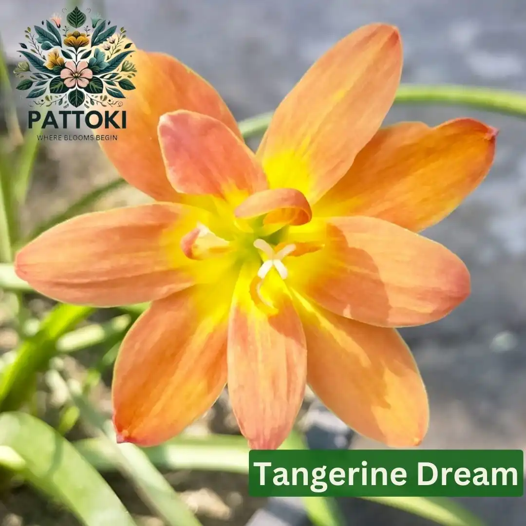 Best Flowering Plants for Pakistani Gardens (Year-Round Color)