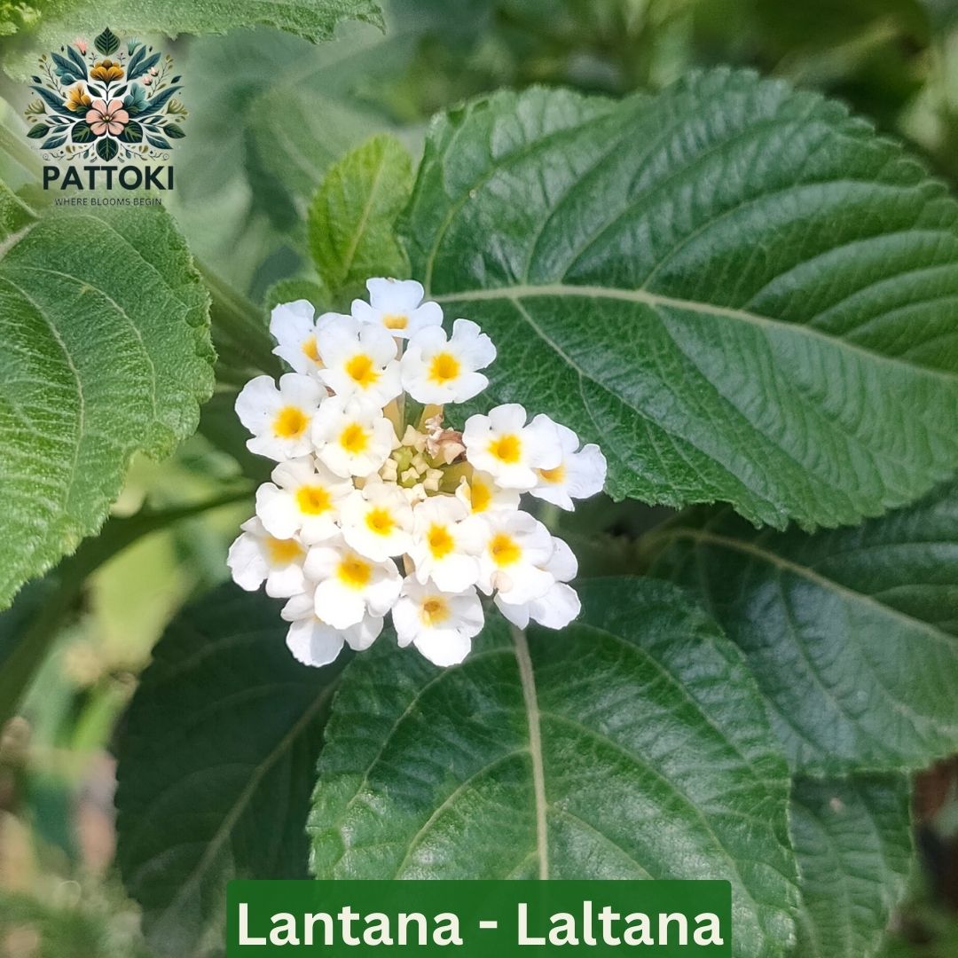 Lantana Plant