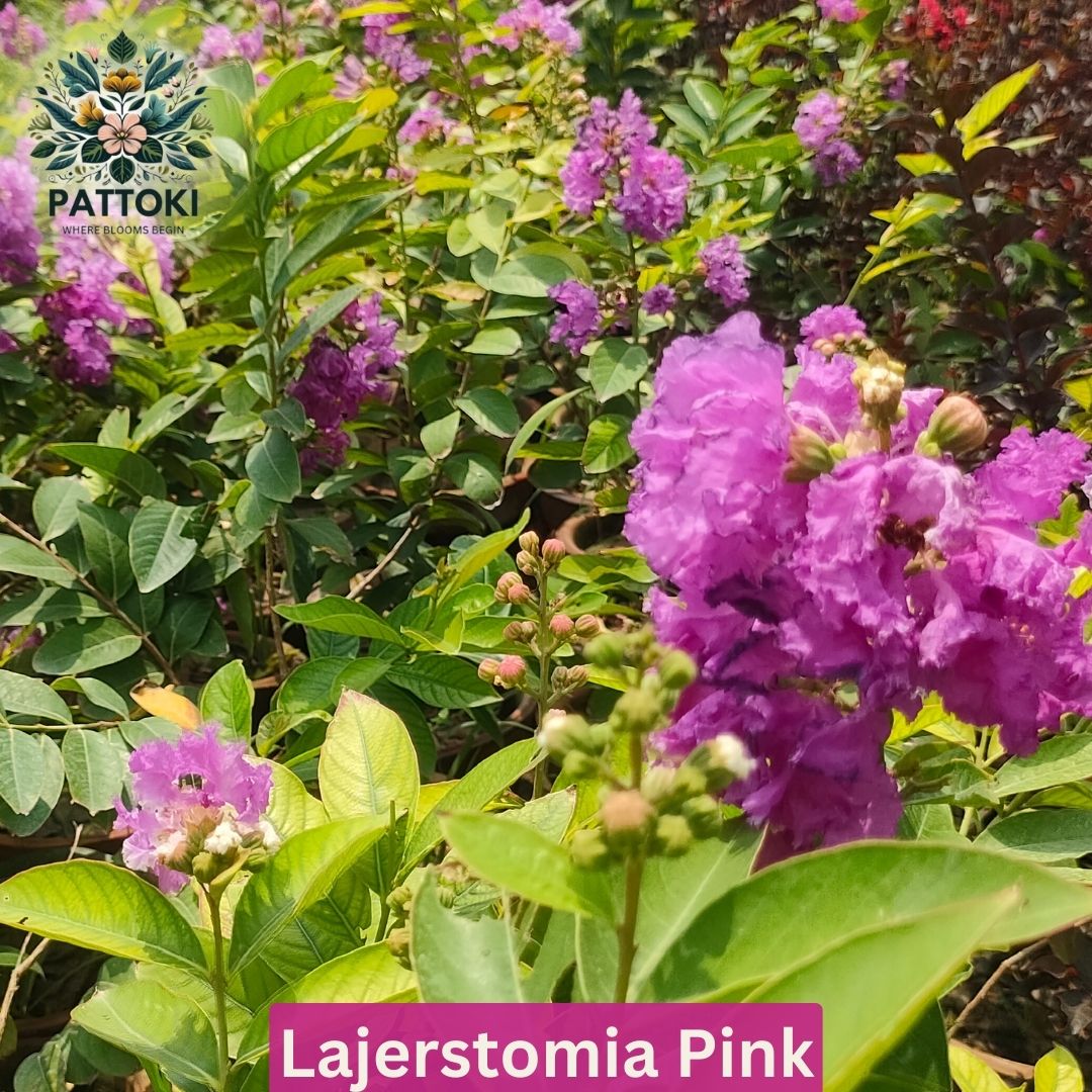 Lagerstroemia (Crape Myrtle) Plant