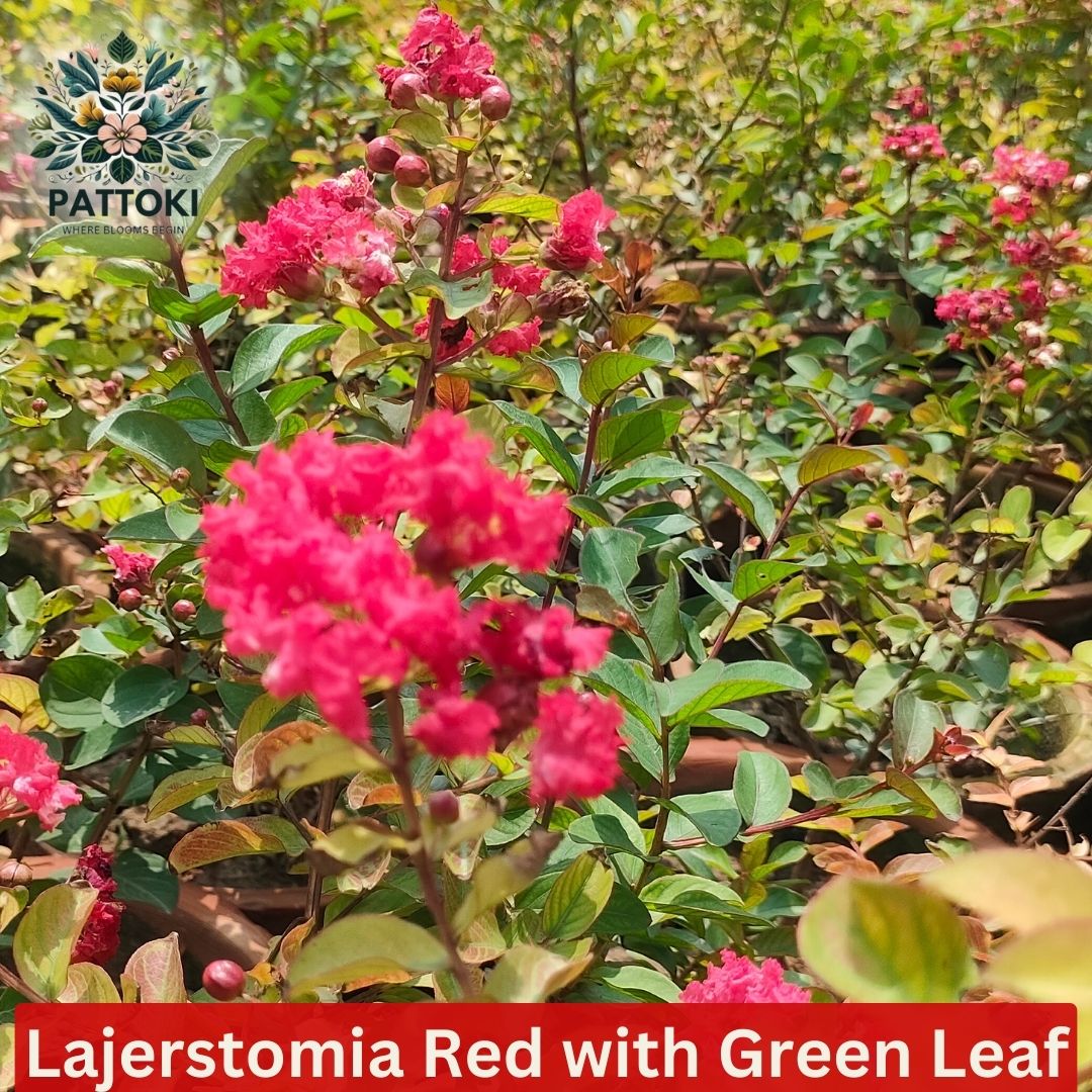 Lagerstroemia Red Rocket®: Stunning Cherry-Red Blooms in Pakistan