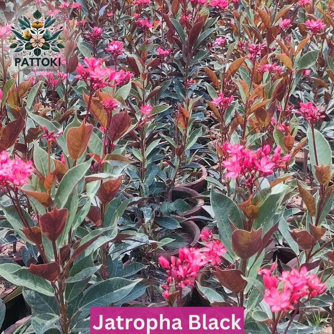 Jatropha Black - Hardy Evergreen Shrub for Your Garden