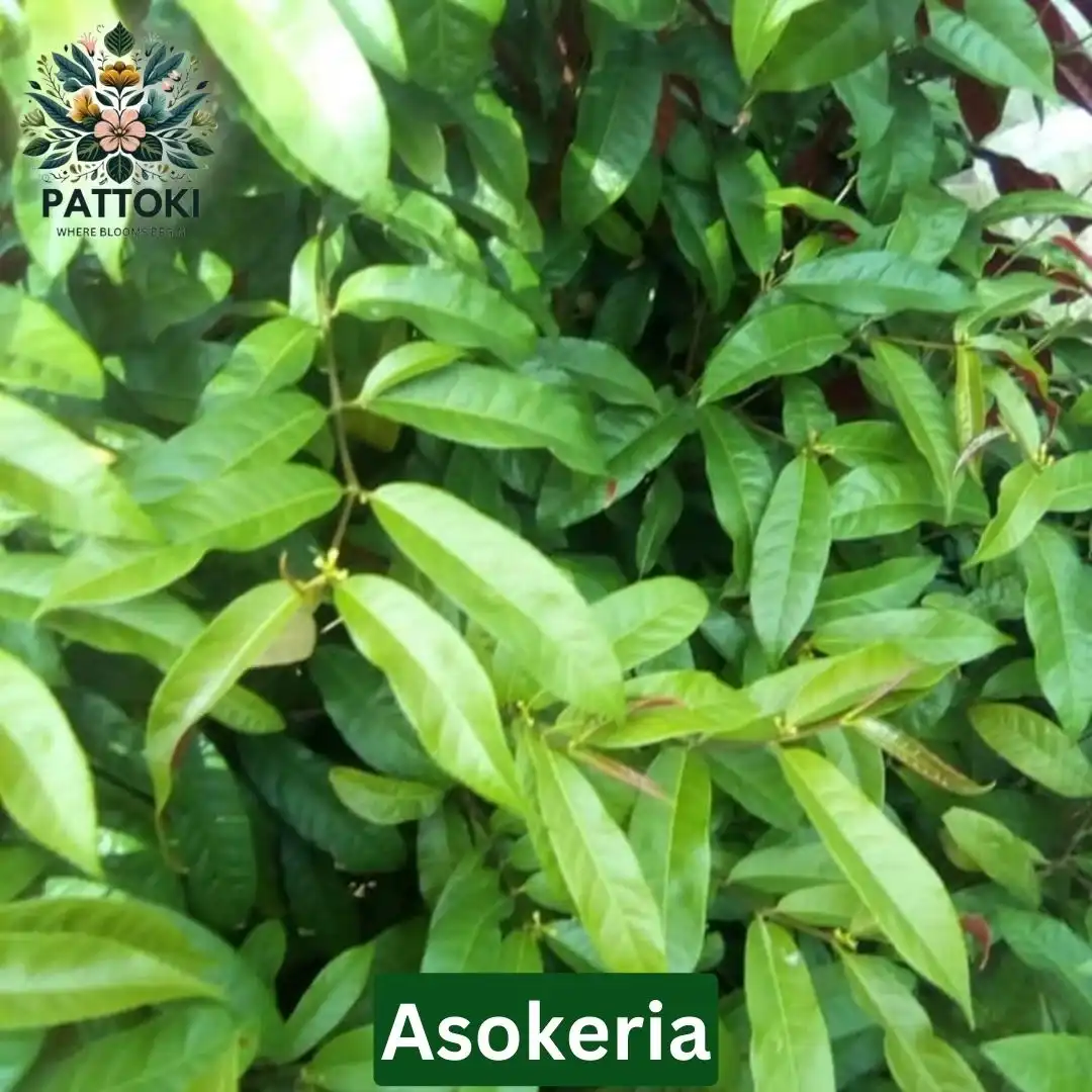 Excoecaria Plant - Pattoki.Pk