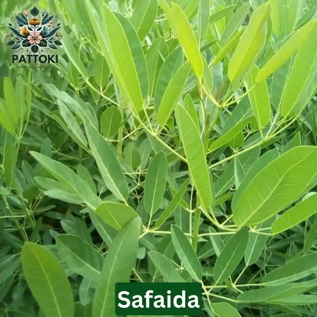 Safaida