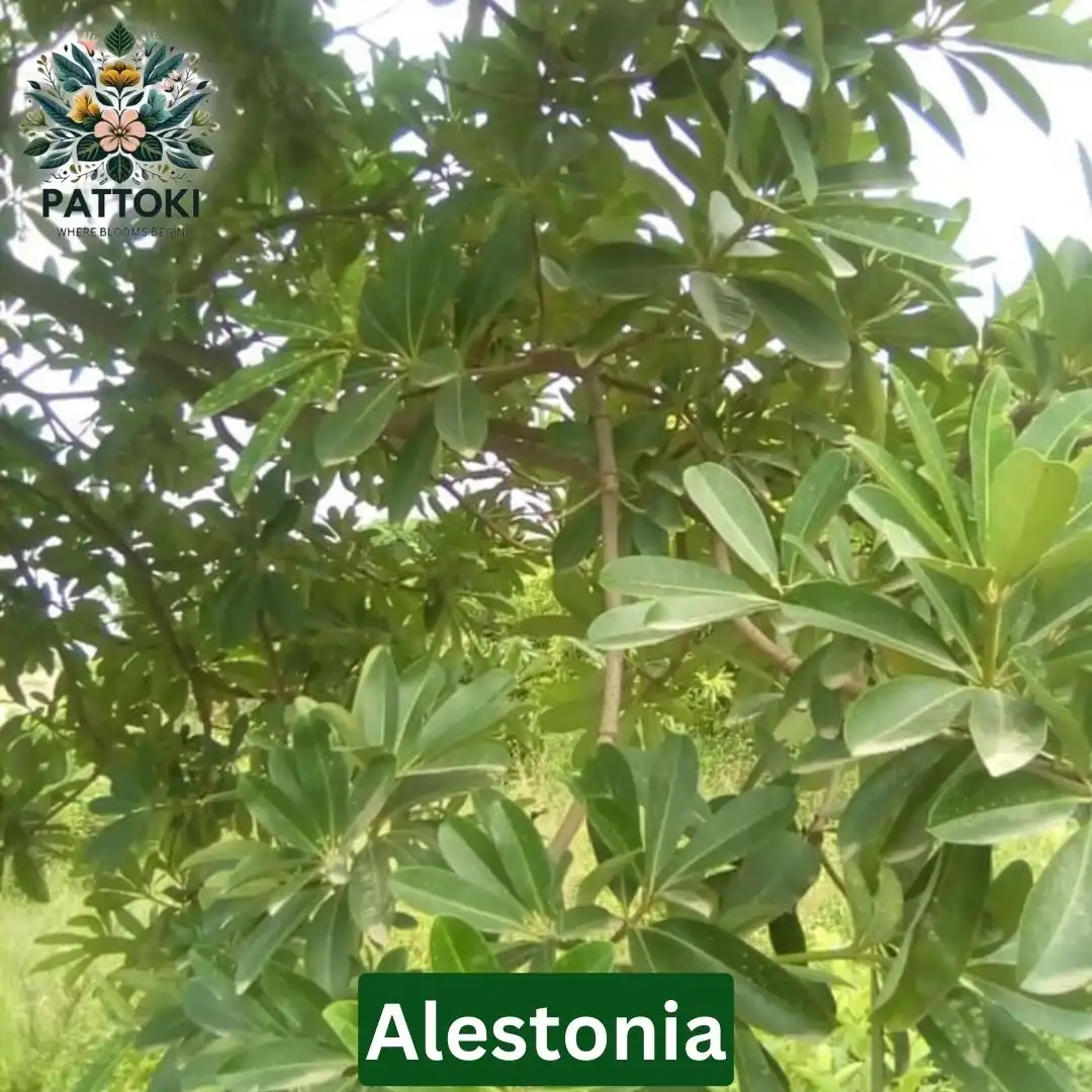 Alstonia Plant - Pattoki.Pk