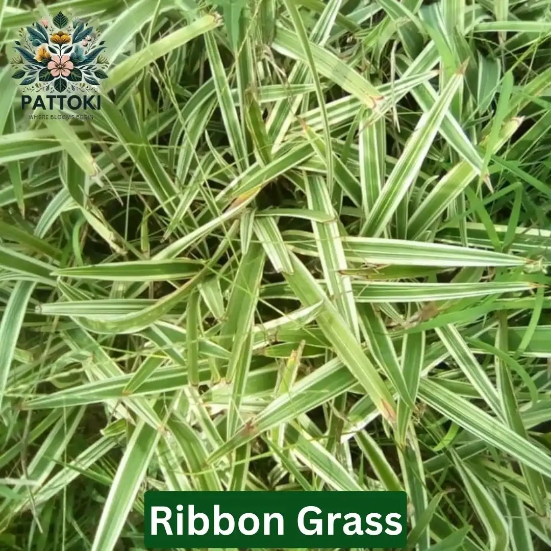 Ribbon Grass - Pattoki.Pk