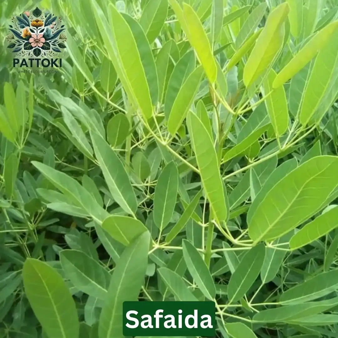Safaida | Eucalyptus Plant - Pattoki.Pk