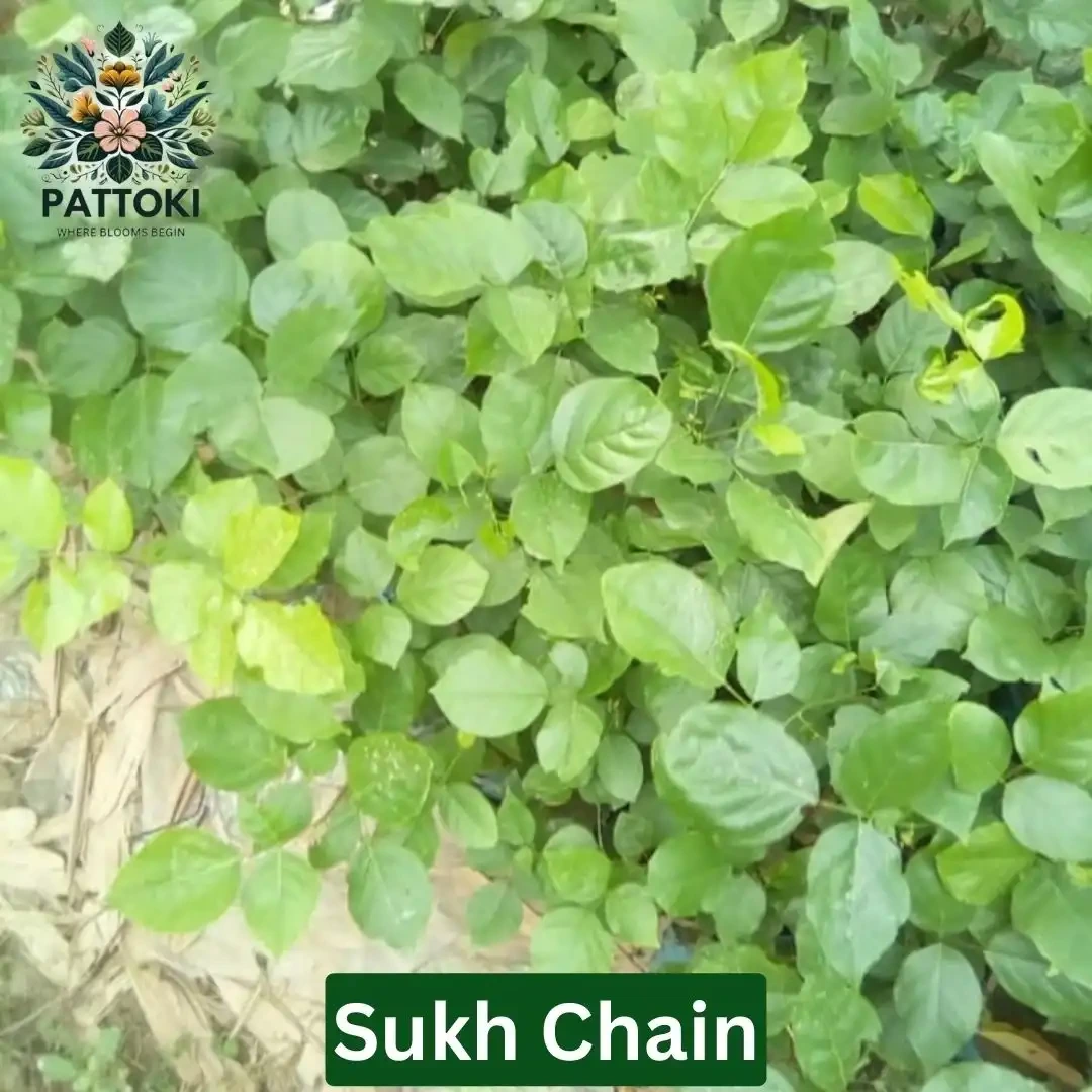 Sukh Chain Live Plant - Enhance Your Home Garden | Pattoki.Pk